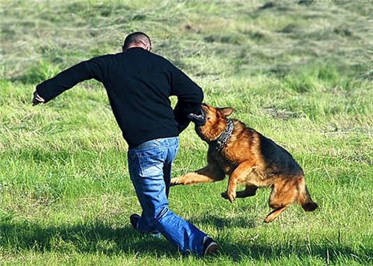 самооборона от собаки