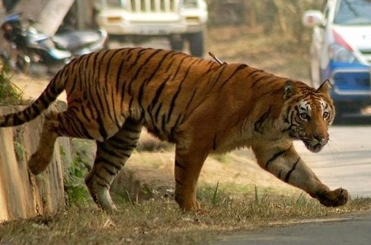 тигр людоед индия