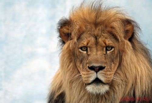 фотография льва в высоком качестве