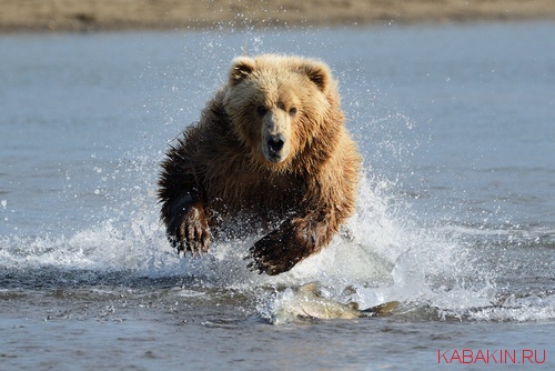 снимок бегущего медведя