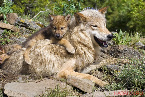 волчица и волчонок кадр дня