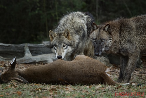 волчья охота