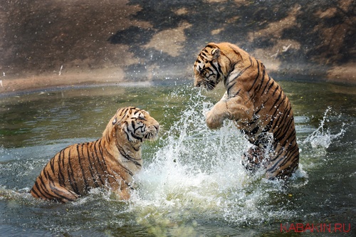 фотография драка бой тигров