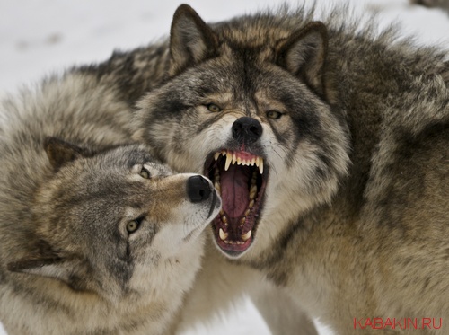 пара волков классное фото животных